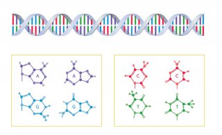 DNA亲子鉴定主要有哪些类型